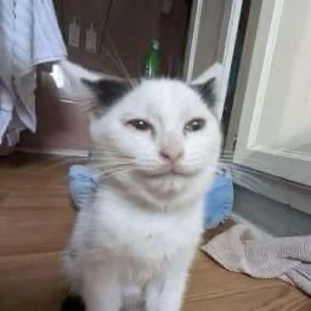 catguy.png